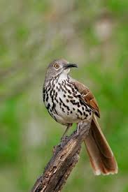 Birds Of East Texas Book Long Billed Thrasher Ramirez Ranch Roma Tx Image Copyright 2005 Arthur Morris Birds As Art Birds Thrasher Bird Bird Life List