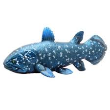 In all main animal crossing series games, the coelacanth can only be caught in the sea while it is raining or snowing. Coelacanth Vinyl Model Animal Figure Hobbysearch Toy Store