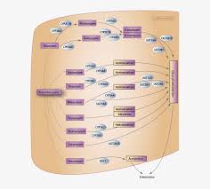 43 Clean Benzodiazepine Metabolism Chart