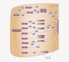 43 Clean Benzodiazepine Metabolism Chart