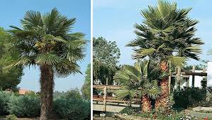 Palm Buying Guide
