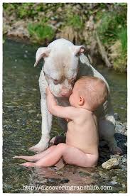Pitbull His Boy Yavru Kopek Kopek
