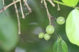 Image result for Strychnos potatorum