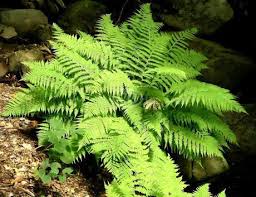 Image result for Athyrium
