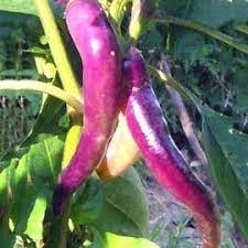Graines Piment Fort De Cayenne Mauve Purple Flowers Pepper Color Cayenne