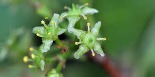 Image result for Elaeodendron