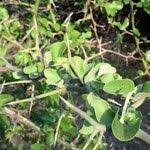 Image result for Balanites maughamii