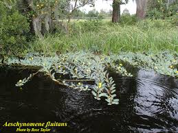 Image result for Aeschynomene fluitans