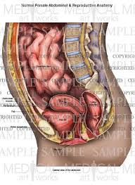 Your abdominal anatomy stock images are ready. Lateral Abdominal And Reproductive Anatomy Of Female Medical Art Works