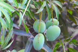 This is one of the main reasons fruit trees are often grown on rootstock, which has some dwarfing effect on the tree. Mango Tree Growing Tips And Nutritional Information