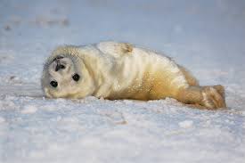 You Can Tell Canada To Stop The Cruel Killing Of Adorable Baby Seals