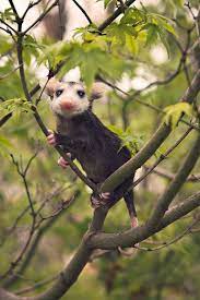 Opossum Ungewohnliche Tiere Tiere Tier Fotos