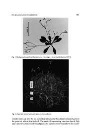 Image result for Hypertelis bowkeriana