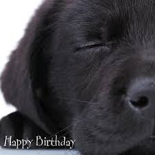 Birthday Cards Labrador Retriever Puppy Dogs Lots Designs To View Freepost Ebay Labrador Retriever Puppies Labrador Retriever Labrador