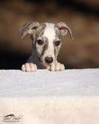 Essence Of Dreams Whippet Puppies Whippet Dog Whippet