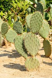 So if cacti had leaves, they definitely wouldn't be able to grow in the desert! Benefits Of Drought Tolerant Plants Using Drought Tolerant Plants In The Desert
