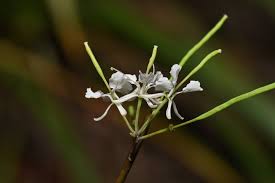 Image result for Cerastium octandrum