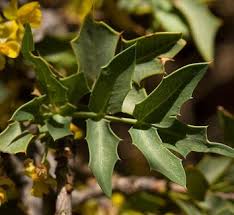 Image result for Berberis verruculosa