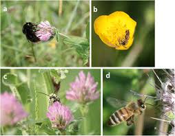 Southern california flowers for bees. Weeds For Bees A Review Springerlink