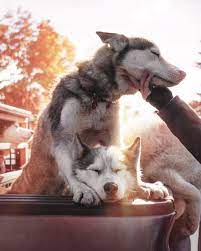 Do Huskies Need A Companion What Owners Should Know My Happy Husky