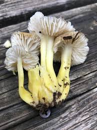 Image result for Micrococca capensis