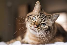 Check if vetcarepetclinic.com is down or having other problems. Vet Near Me Garden Grove Ca 92845 Vet Care Pet Clinic