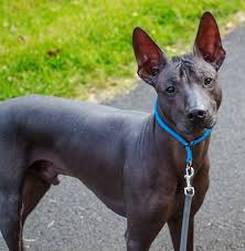 Xolos are still, to this day, a national treasure in mexico, with a long and respected history in the country, says nicole ellis, a certified professional dog trainer with rover.com, in an email interview. Xoloitzcuintle Mexican Hairless Dog Xoloitzcuintli Xolo Information And Pictures Mexican Hairless Dog Hairless Dog Xoloitzcuintli