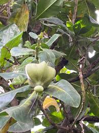 Image result for Barringtonia