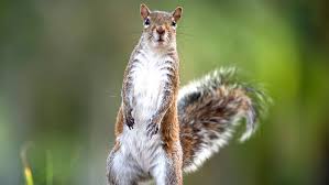 Squirrels eavesdrop on bird chatter to tell when a threat has passed | NOVA  | PBS | NOVA | PBS