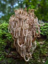 Pin Auf Deep In The Woods
