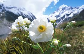 A spectacular alpine resort with magnificent scenery, queenstown is set on the shores of crystal clear lake wakatipu and is a four season destination. New Zealand Seasons New Zealand Travel Blog
