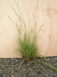 Image result for Eriochloa stapfiana