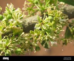 Image result for Boscia foetida