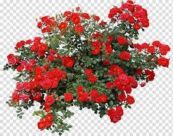 Rose Shrub Flower Bushes Red Roses Illustration Transparent Background Png Clipart Flower Illustration Rose Art Drawing Red Rose Png
