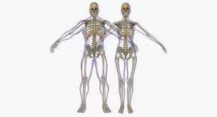 A regional study of human structure. Female Anatomy Skeleton Anatomy Drawing Diagram