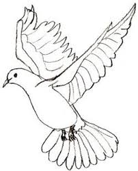 How To Draw A Dove Draw Step By Step Bird Drawings Dove Drawing Drawings