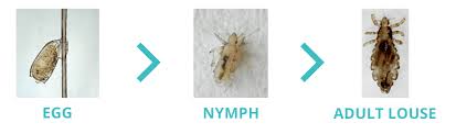 Image result for lice life cycle