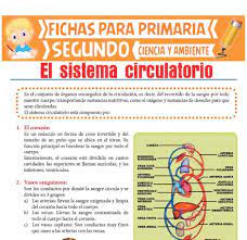 Fichas De Ciencia Y Ambiente Para Segundo De Primaria Sistema Circulatorio Metodos De Ensenanza Primarias