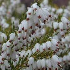 Gardening 101 Tree Heather Gardenista Heather Flower Flower Garden Plants White Flowers