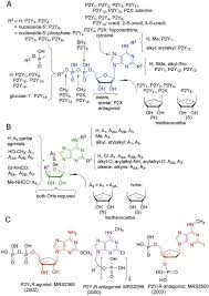 Maybe you would like to learn more about one of these? Medicinal Chemistry Of P2 And Adenosine Receptors Common Scaffolds Adapted For Multiple Targets Sciencedirect