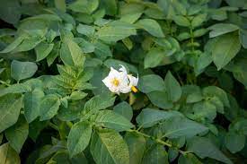 Homegrown potato at organic backyard garden in dallas, texas, america. Potato Flowers Everything You Need To Know And See