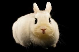 Dwarf Hotot Rabbit Health Care Feeding Temperament And Coat Petguide Com Dwarf Hotot Rabbit Breeds