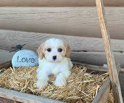We place puppies one at a time, taking into consideration the suitability of the prospective home. Cavalier Chon Poo Available Cavalier And Cavachon Puppies