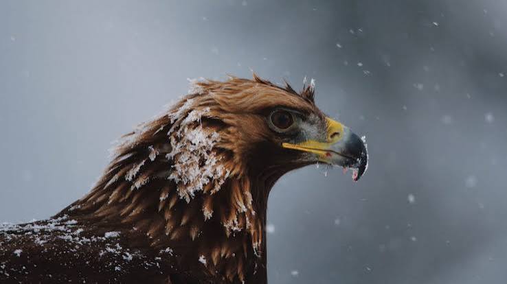 Planet Earth 2 Review: BBC Documentary No. II Rules All Revivals