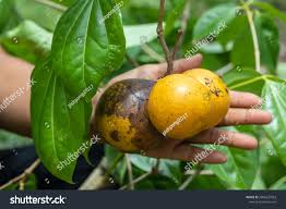 Image result for Strychnos