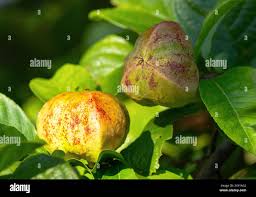 Image result for Excoecaria bussei