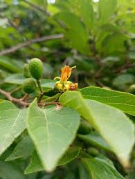 Image result for Grewia holtzii