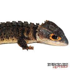 Red Eyed Crocodile Skinks For Sale - Underground Reptiles Red Eyed Crocodile Skink Crocodile Skink Underground Reptiles