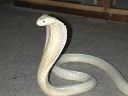 40 Amazing Albino Animals Pictures Albino Animals Rare Albino Animals Melanistic Animals