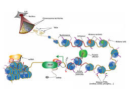 Role of PRC2-associated factor EPOP in mouse embryonic stem cells  differentiation and early development Paul Chammas